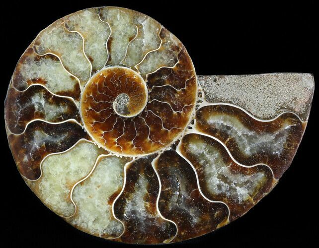 Agatized Ammonite Fossil (Half) #46535